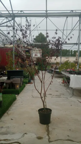 Acer palmatum trompenburg