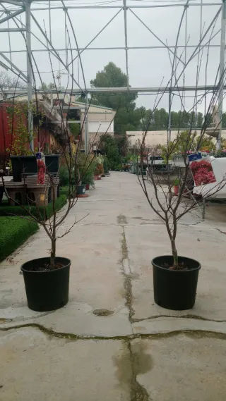 Arce Palmatum Artropurpureum