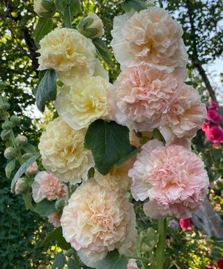 Malva Gigante Romantica Apple Blossom
