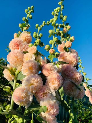 Malva Gigante Romantica Apple Blossom