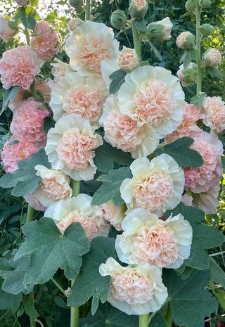 Malva Gigante Romantica Apple Blossom
