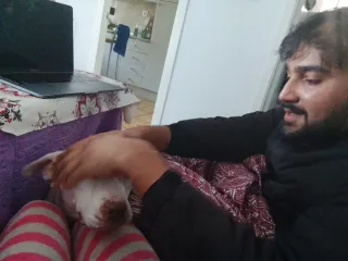 Alojamiento y paseos para perros