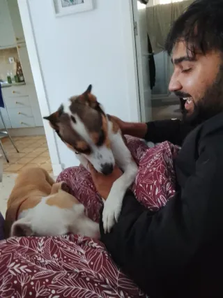 Alojamiento y paseos para perros