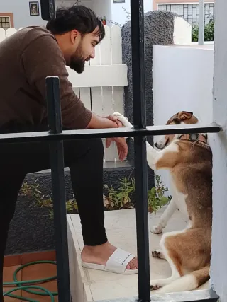 Alojamiento y paseos para perros