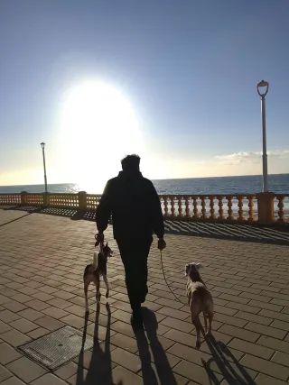 Alojamiento y paseos para perros