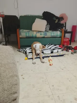 Alojamiento y paseos para perros