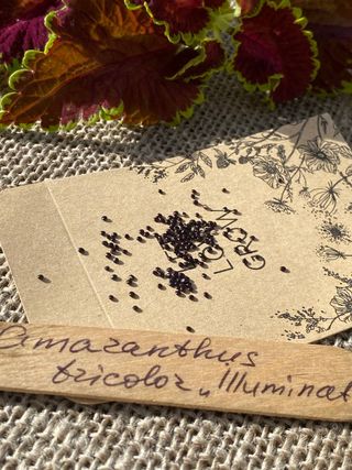 Amaranto Illumination Tricolore