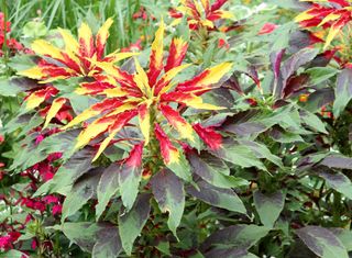 Amaranto Illumination Tricolore