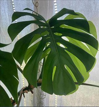 Monstera deliciosa adulta  talea radicata