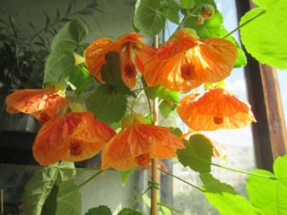 Abutilon hybridum mix - Pianta