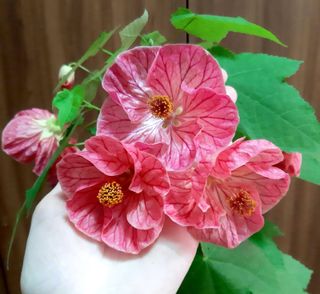 Abutilon hybridum mix - Pianta
