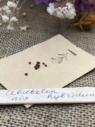 Abutilon hybridum mix - Pianta