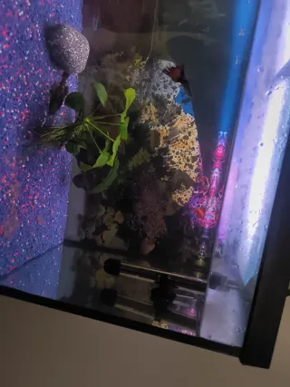 ACUARIO DE 75 LITROS.