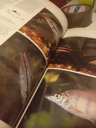 Guia practica ilustrada de los peces de acuario