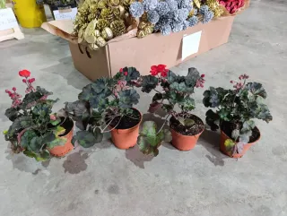 Geranio Brocado Cerezo Noche