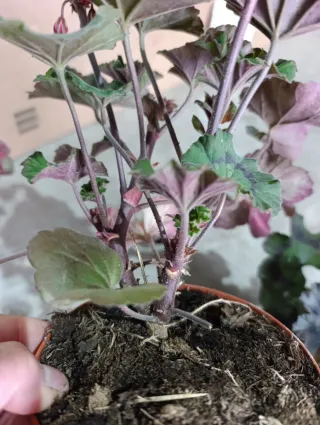 Geranio Brocado Cerezo Noche