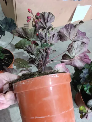 Geranio Brocado Cerezo Noche