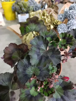 Geranio Brocado Cerezo Noche