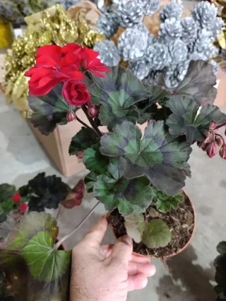 Geranio Brocado Cerezo Noche