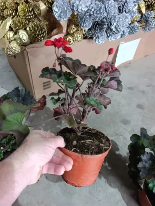 Geranio Brocado Cerezo Noche