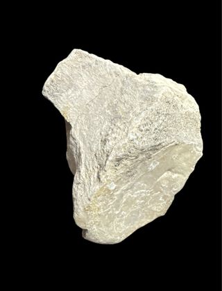 Vértebra Dinosaurio Sauropodo SOLO HOY