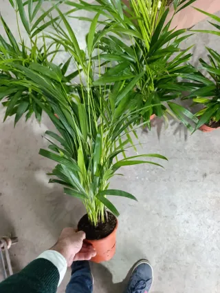 Planta Areca.