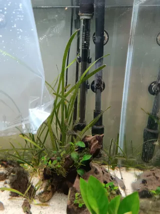 Filtro Acuario JBL Cristal Profi e902