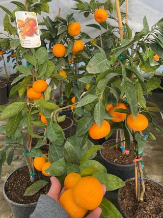 Mandarinos en maceta con fruta