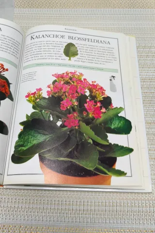 El libro de las plantas de interior