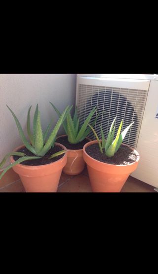 Aloe Vera Grandes Macetas