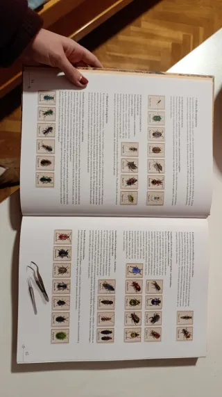 Libro Pequeña colección de insectos Larousse