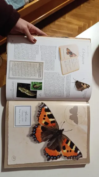 Libro Pequeña colección de insectos Larousse