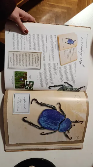 Libro Pequeña colección de insectos Larousse