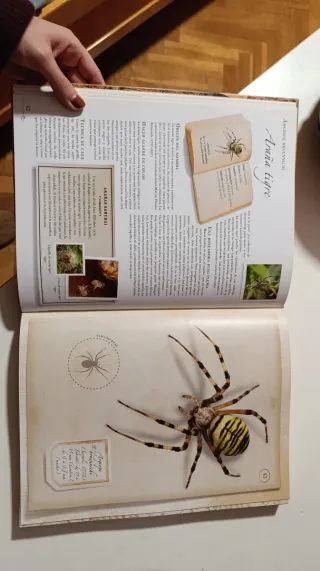 Libro Pequeña colección de insectos Larousse