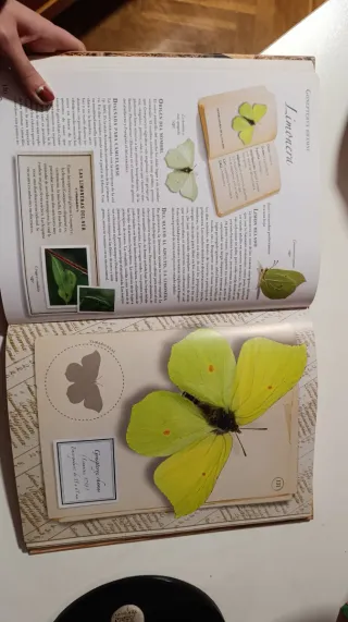 Libro Pequeña colección de insectos Larousse