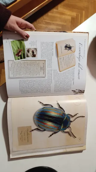 Libro Pequeña colección de insectos Larousse
