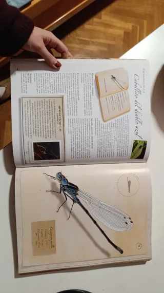 Libro Pequeña colección de insectos Larousse