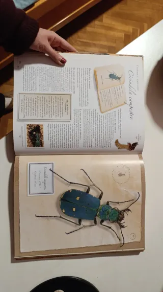 Libro Pequeña colección de insectos Larousse