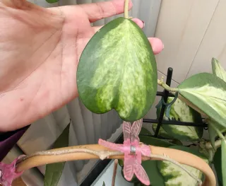 Hoya Kerrii Variegata spot