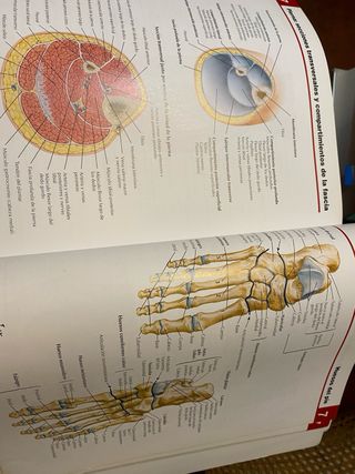 Atlas de anatomía humana