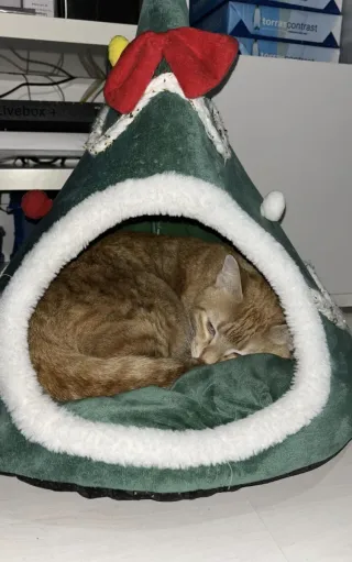 Casa- Árbol de Navidad para gatos