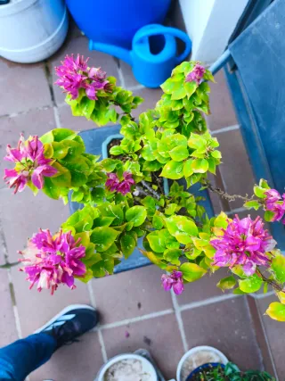 Bonsái Ramón Buganvilla/ Pimentero Envio INPOST