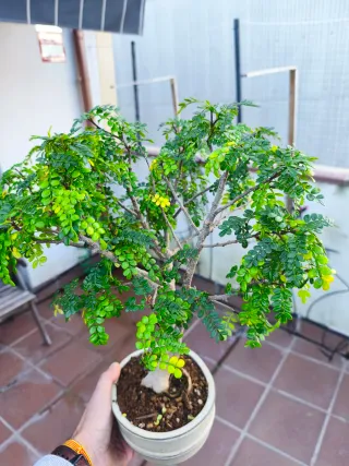 Bonsái Ramón Buganvilla/ Pimentero Envio INPOST