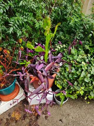 Regalo Plantas variadas: cactus y morada