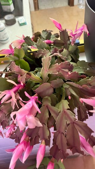 Cactus de Navidad en maceta terracota