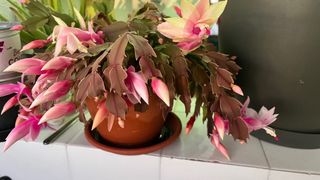 Cactus de Navidad en maceta terracota