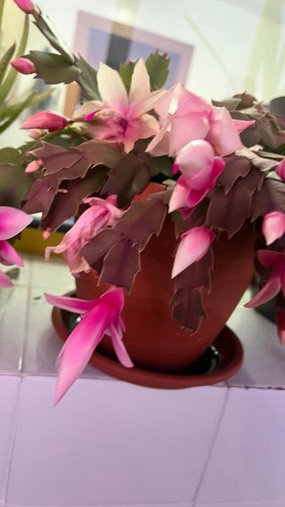 Cactus de Navidad en maceta terracota