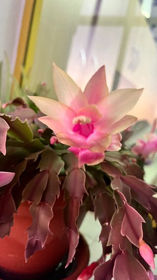 Cactus de Navidad en maceta terracota