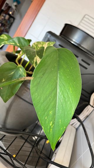 Planta de interior hoja verde