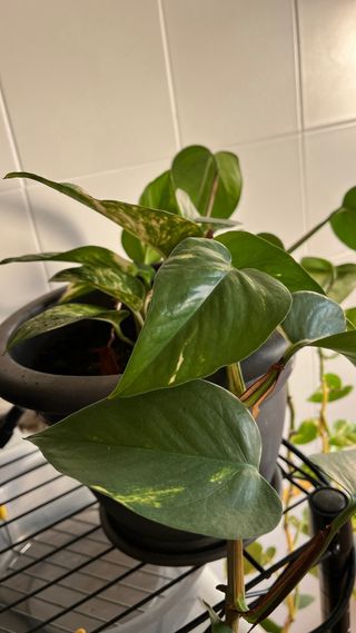 Planta de interior hoja verde